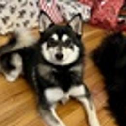 Pomskies from Elite Pomsky Puppies