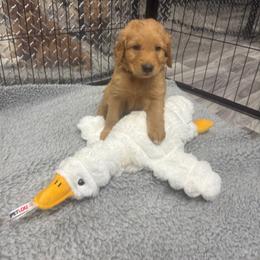 Golden Retriever Puppies from Bigfoot Goldens - AKC Registered Dark Red