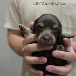 Weston - Chocolate and cream male Dachshund puppy in Oklahoma City, Oklahoma from OkieDoxieland Dachshunds