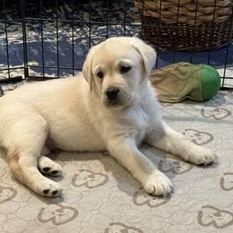 Blue - Yellow male Labrador Retriever puppy in Virginia Beach, Virginia from Viklan Labradors