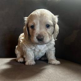 Frisbee - Cream male Dachshund puppy in Highland, California from BAES Teufelshunde