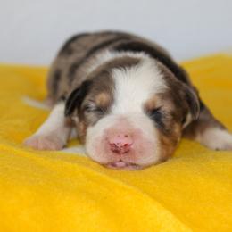 Hank - Blue merle male Australian Shepherd puppy in Crane, Missouri from Westrip Angus & Aussies