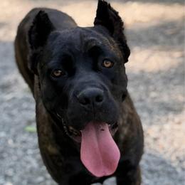 Chloe - Chestnut brindle female Cane Corso puppy in Big Stone Gap, Virginia from Montanaro Cane Corsos