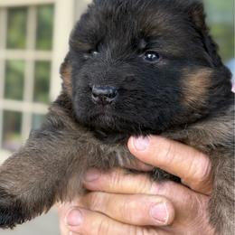 Male - Black and red male German Shepherd puppy in Winchester, Kentucky from Drache Feld