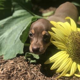 Boy 1 - Chocolate and cream male Dachshund puppy in Marysville, California from Dynasty Empire Kennels