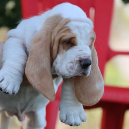 Church - Lemon and white male Basset Hound puppy in Pollock, Missouri from Northstar