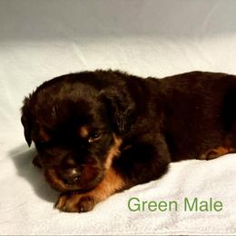 Rottweiler Puppies from Lindsay Boorman
