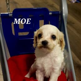 Moe - White male Cavapoo puppy in Wentworth, Missouri from Newton County Cavaliers & Cavapoos LLC