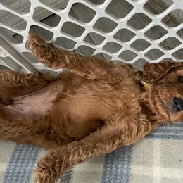 Goldendoodle Puppies from The Miller's Goldendoodles