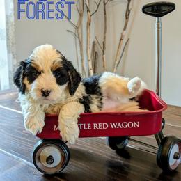 Forest - Tri-color male Bernedoodle puppy in Cambridge, Minnesota from Country Meadow Doodles