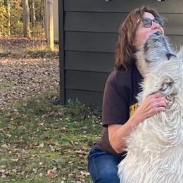 Irish Wolfhounds from Faolan Irish Wolf Hounds