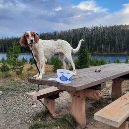 Penny - Llewellin Setter