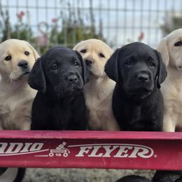 Labrador Retriever Puppies from Eternity Labradors