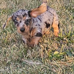 Wednesday - Dapple female Dachshund puppy in Angola, Indiana from Heather's Dachshunds