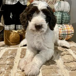Taylor - Parti female Goldendoodle puppy in Caddo Mills, Texas from Fire Wife Doodles