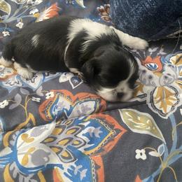 Precious - Black and white female Shih Tzu puppy in Melbourne, Florida from Sassy Shih Tzu Puppies