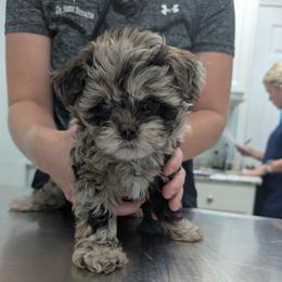 Waverly - Merle female Shihpoo puppy in Coshocton, Ohio from Forever Family Puppies