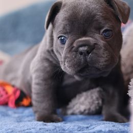 French Bulldog Puppies from Moss Frenchie's Home