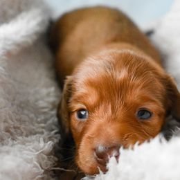 Dachshund Puppies from Catt Farms Longhaired Dachshunds