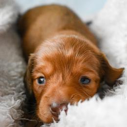 Dachshund Puppies from Catt Farms Longhaired Dachshunds