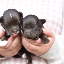 Goldendoodle Puppies from Doodle Babys