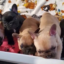 French Bulldogs from Romeo & Juliet Frenchies