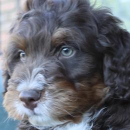 Bernedoodles, Bernese Mountain Dogs, Cavalier King Charles Spaniels, Cavapoos, Double Doodles, Goldendoodles, and Poodles from Good Looking Dogs