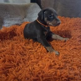 Orange collar girl - Red and rust female Doberman Pinscher puppy in Santa Clarita, California from Riviera Dobermans