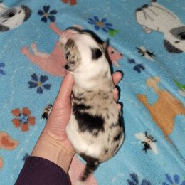 Ember - Blue merle female Border Collie puppy in Morgan, Texas from Shooting Star Ranch