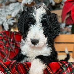 Rose Tea - Black Double Doodle puppy in Palmetto Bay, Florida from Coral Gables Doodles