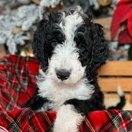 Rose Tea - Black Double Doodle puppy in Palmetto Bay, Florida from Coral Gables Doodles