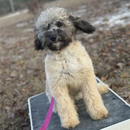 Bernedoodle, Sheepadoodle, and Whoodle Puppies from Wonderland’s Boujie Kennels