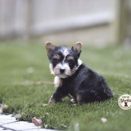 Autumn - Black and tan female Yorkshire Terrier puppy in Petersburg, Virginia from Louie yorkie crustables
