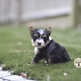Autumn - Black and tan female Yorkshire Terrier puppy in Petersburg, Virginia from Louie yorkie crustables