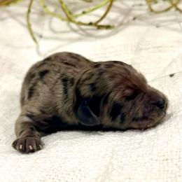 Meadow - Merle female Goldendoodle puppy in Livermore, Colorado from Heritage Hills Family Doodles