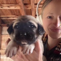 Male 3 - Fawn male Anatolian Shepherd Dog puppy in Daggett, Michigan from T&S Anatolians