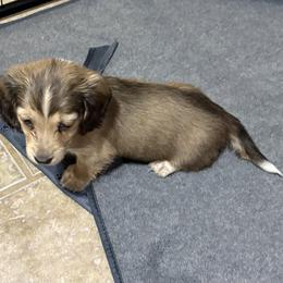 Sarge - Piebald male Dachshund puppy in Athens, Alabama from 4 Moore Ranch