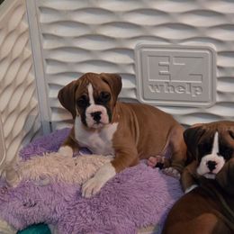 Drake - Fawn male Boxer puppy in Kirskville, Missouri from Elevated Boxers