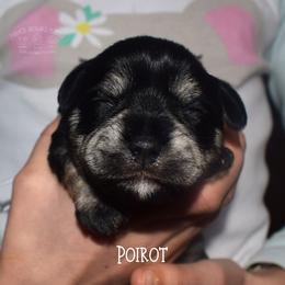 Poirot - Black and silver male Miniature Schnauzer puppy in Sedalia, Missouri from Farmer Brown's Puppies