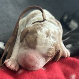 Brown collar - Parti male Goldendoodle puppy in Fontana, California from Grammy's Puppy Love doodles and poodles