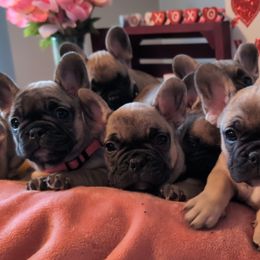 French Bulldog puppies from Zoomie Zone RI