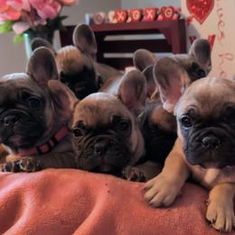 French Bulldog puppies from Zoomie Zone RI