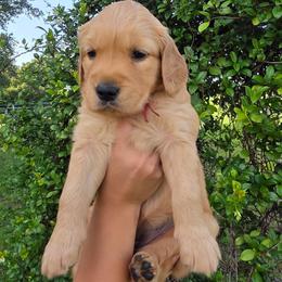 3rd female - Dark golden female Golden Retriever puppy in Florida from Sydney’s Goldens