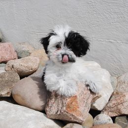 Havanese Puppies from Selah Havanese