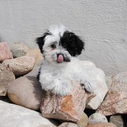 Havanese Puppies from Selah Havanese
