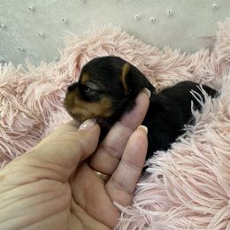Blitzen - Blue and gold male Yorkshire Terrier puppy in Oscoda, Michigan from Sweet Bella Babies