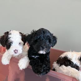 Australian Labradoodle Puppies from Australian Heritage Labradoodles
