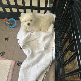 "Ghost" Maltese Puppies from Genice’s Small Wonders