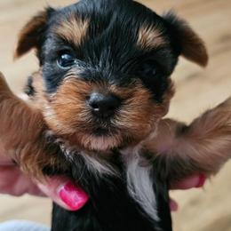 Pup 4 - Black and tan female Yorkshire Terrier puppy in Polk City, Florida from Yorkies by Casey