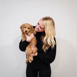 Goldendoodle and Golden Retriever Puppies from Utah Goldens